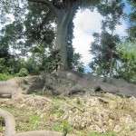 Tree Roots