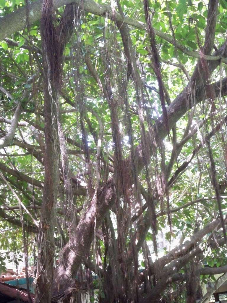 cubantrees Cuban trees